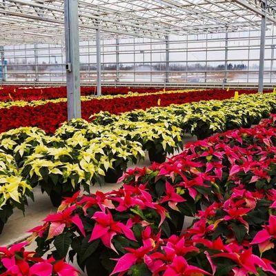 Chinese oorsprong Glaskas De perfecte oplossing voor grootschalige commerciële landbouw