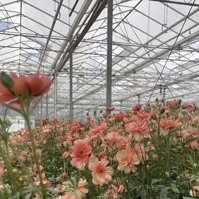 Doppellagig glas kaskapel voor bloemen 50.00cm * 60.00cm * 80.00cm Pakketgrootte