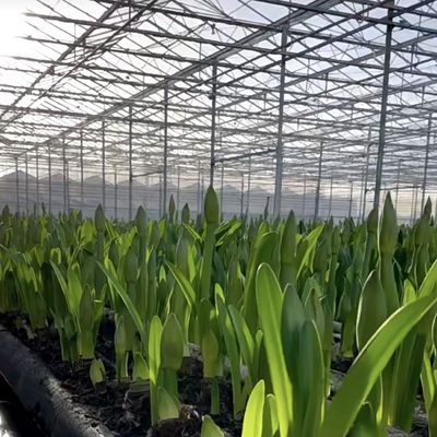 Doppellagig glas kaskapel voor bloemen 50.00cm * 60.00cm * 80.00cm Pakketgrootte