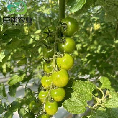 Op maat gemaakte JX-Glas Groenhuis 2023 Juxiang Landbouwapparatuur met koelsysteem
