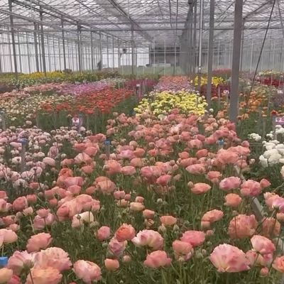 Op maat gemaakte dubbele gelaagde multi-glas kas voor bloemen gemaakt op uw specificaties