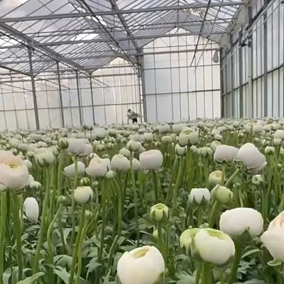 Op maat gemaakte dubbele gelaagde multi-glas kas voor bloemen gemaakt op uw specificaties