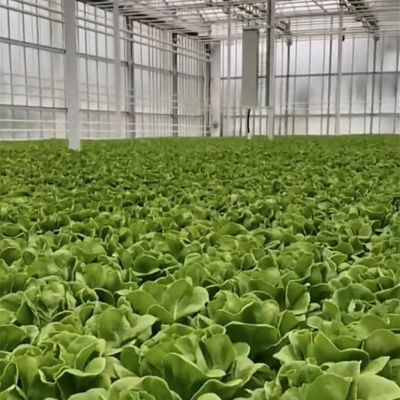 Op maat gemaakte dubbele gelaagde multi-glas kas voor bloemen gemaakt op uw specificaties