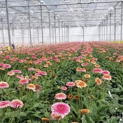 Op maat gemaakte dubbele gelaagde multi-glas kas voor bloemen gemaakt op uw specificaties