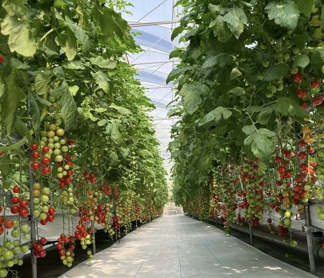 Eenlaagglaskas voor tuinbouw op maat van uw behoeften