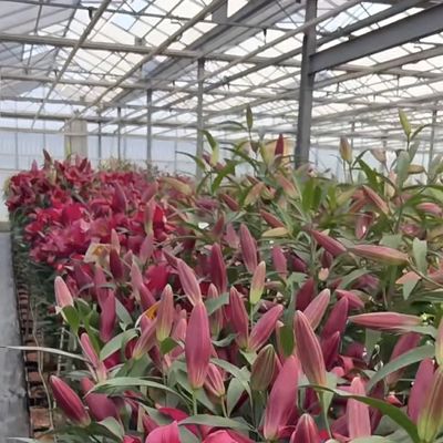 Chinese oorsprong Glazen kaskapel voor bloemen 30 dagen terug 100.000 kg bruto gewicht
