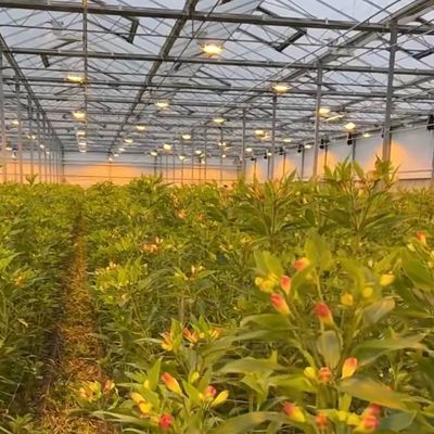 Chinese oorsprong Glazen kaskapel voor bloemen 30 dagen terug 100.000 kg bruto gewicht