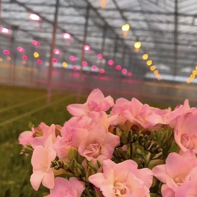 Chinese oorsprong Glazen kaskapel voor bloemen 30 dagen terug 100.000 kg bruto gewicht