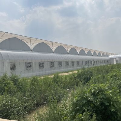 Hydroponische irrigatiesysteem voor aardbeien/bloemen/groenten Multi-Span Frame Steel Galvanized Plastic