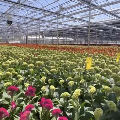 US Currency Glaskas voor het kweken van planten 100.000kg Pakket Bruto Gewicht