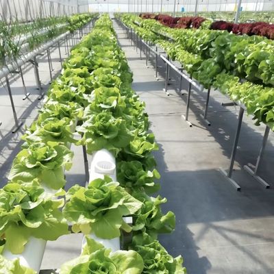 Landbouwglas kas Retreat voor gewassen Op maat gemaakte aanvraag US 20/m2