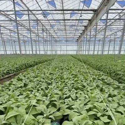 Landbouwglas kas Retreat voor gewassen Op maat gemaakte aanvraag US 20/m2