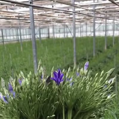 Landbouwglas kas Retreat voor gewassen Op maat gemaakte aanvraag US 20/m2