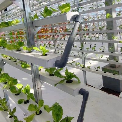 Grote glazen kas voor duurzame groei US 20 per vierkante meter Grote grootte
