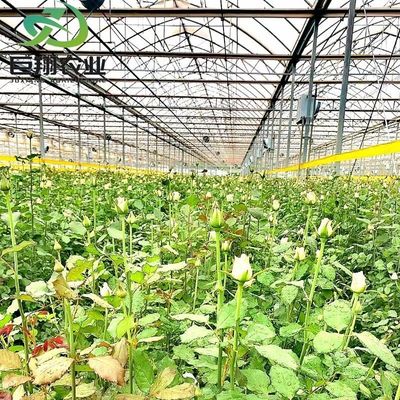 Multispan hydroponics Plastic Film Landbouwgreenhouse voor commerciële boerderij