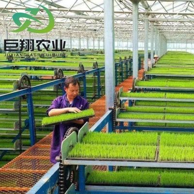 Multispan hydroponics Plastic Film Landbouwgreenhouse voor commerciële boerderij