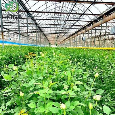 Multispan hydroponics Plastic Film Landbouwgreenhouse voor commerciële boerderij