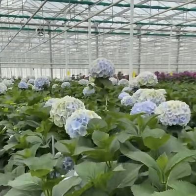 JX-A00126 Groenhuis met een enkele glaslaag voor duurzame groei 100.000 kg bruto gewicht