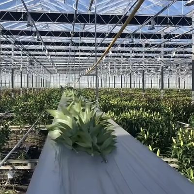 Bouwmaterialen Staalstructuur Grote grootte Tuinbouw Kas met glazen dak
