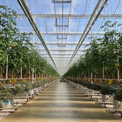 Bouwmaterialen Staalstructuur Grote grootte Tuinbouw Kas met glazen dak