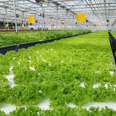 Vibrante tuin met glazen kas betaalbare verzendkosten en kas