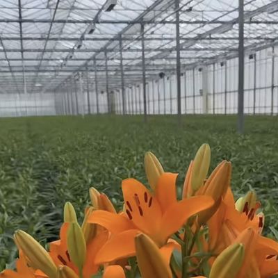 Multi Span Glas Kas voor Plantengroei Pakket Grootte 50,00cm * 60,00cm * 80,00cm