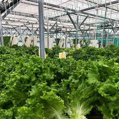 Concurrerend aanvangsbedrag kas voor botanische oase omheining een type dak