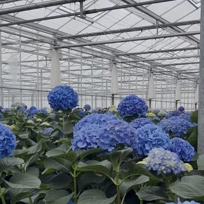 Concurrerend aanvangsbedrag kas voor botanische oase omheining een type dak