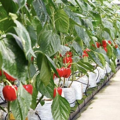 Stalen structuur Goed lichtdoorlaatbare glazen kas voor bloemenkwekerij JX-A00241