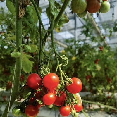 Hohl-roof hydroponische kas voor bloemenverbouwing Verzendkosten en monsters