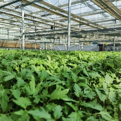Hohl-roof hydroponische kas voor bloemenverbouwing Verzendkosten en monsters
