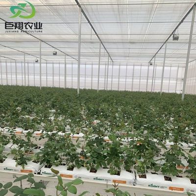 Multi-span/single-span kas voor tomaten aardbeien Plastic film/glas/polycarbonaat
