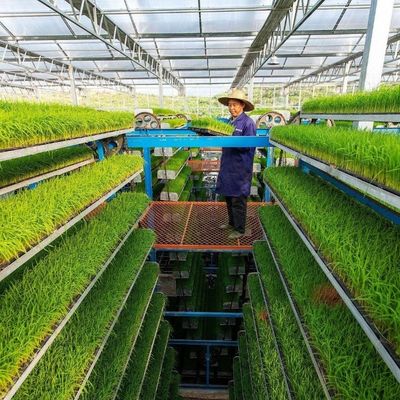 Multi-span/single-span kas voor tomaten aardbeien Plastic film/glas/polycarbonaat