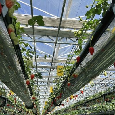 Dubbele laag hydroponisch glazen kas voor de bloementeelt betaalbaar en duurzaam