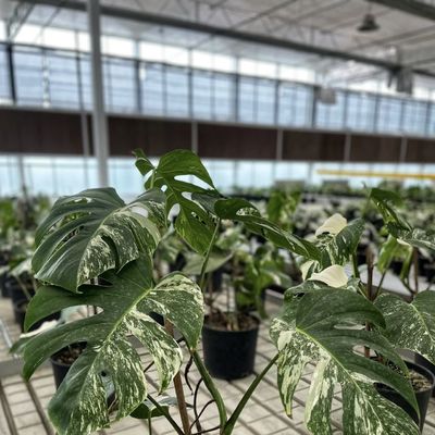 Dubbele laag hydroponisch glazen kas voor de bloementeelt betaalbaar en duurzaam