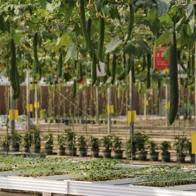 Pakket Bruto Gewicht 100.000 kg Groenhuis met een glas met druppelbewatering en drijvend water