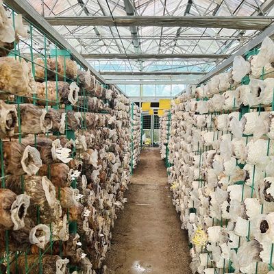 Pakket Bruto Gewicht 100.000 kg Groenhuis met een glas met druppelbewatering en drijvend water