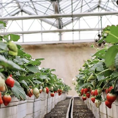 Veelzijdige en aanpasbare glaskas met druppelbewatering voor de bloementeelt