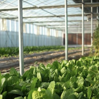 Grote hydroponische kassen met een bruto gewicht van 100.000 kg