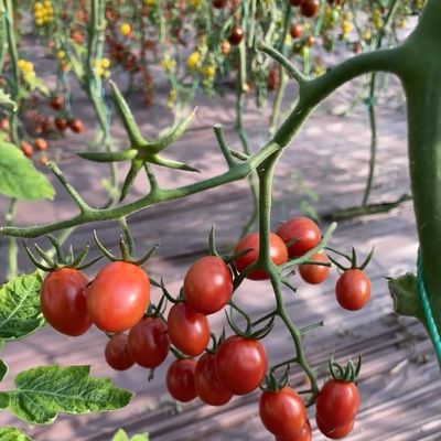 Hydroponische kas met staalconstructie en glazen dak voor de teelt en aanplant van grote bloemen