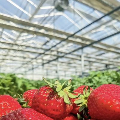 Verkrijg een type dak holle glazen kas voor de bloemen te kweken Teruggave terugbetalingen aangeboden