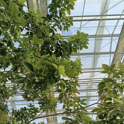 Verkrijg een type dak holle glazen kas voor de bloemen te kweken Teruggave terugbetalingen aangeboden