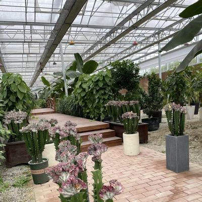 JX-A00259 Chinese oorsprong Hydroponische glazen kas voor bloemkwekerij tegen betaalbare prijzen
