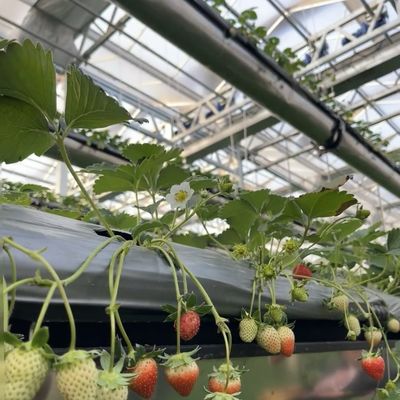 Teruggave van restituties Doppellaagdruppelbewateringsglaskas voor de bloementeelt