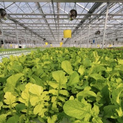 Teruggave van restituties Doppellaagdruppelbewateringsglaskas voor de bloementeelt