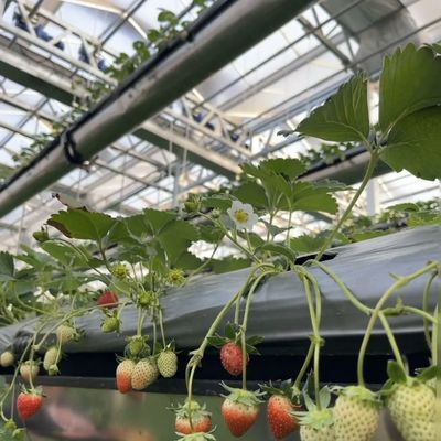 Op maat gemaakte glazen kas met bloemensysteem en op maat gemaakte dakvorm