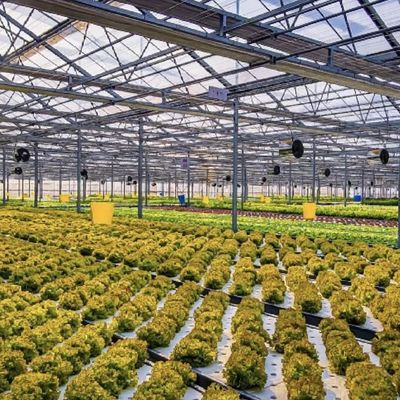 Op maat gemaakte glazen kas met bloemensysteem en op maat gemaakte dakvorm