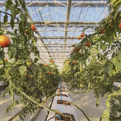 Op maat gemaakte glazen kas met bloemensysteem en op maat gemaakte dakvorm
