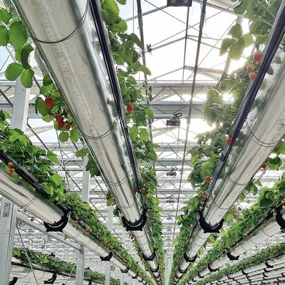 Glas kas hydroponics systeem voor bloemen groeien een type dak op maat verzoek