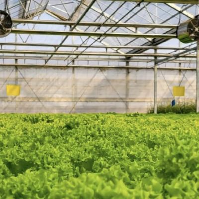Multi-Span Hollow Roof Glass Greenhouse voor het kweken van bloemen US 20/square meter Monsters